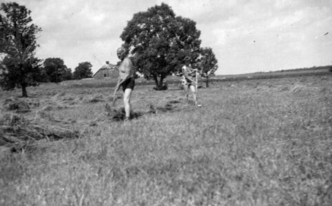 Sianokosy u Putrów w Koniecborze. Rok 1960. Sianokosy u Putrów w Koniecborze. Rok 1960.