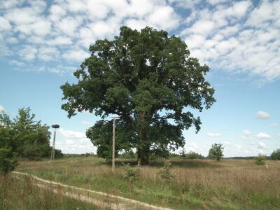 The oak - a natural monument. Dąb - pomnik przyrody.